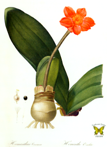Blood flower. Haemanthus coccineus. Brilliant flowers in late winter and early spring. Les liliacees, by Redouté, P.J. (1802-1815) [P.J. Redouté]