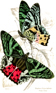 Madagascar sunset moth, round-winged emerald butterfly. Chrysiridia rhipheus [as Rhipheus dasycephalus] For many decades was believed to be a butterfly from China. Now known to be a moth endemic to Madagascar.