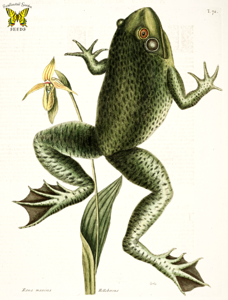 Helleborena, The Lady's Slipper of Pennsylvania, with bullfrog (Rana maxima).