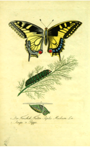 Swallowtail butterfly. Larval, pupal, and imago (adulthood) stages. (1838)
