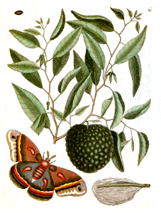 Custard apple, netted pawpaw, bull's heart (Annona reticulata), with Phalaena magna (the largest Carolina moth).  Illustration by Mark Catesby (1722).