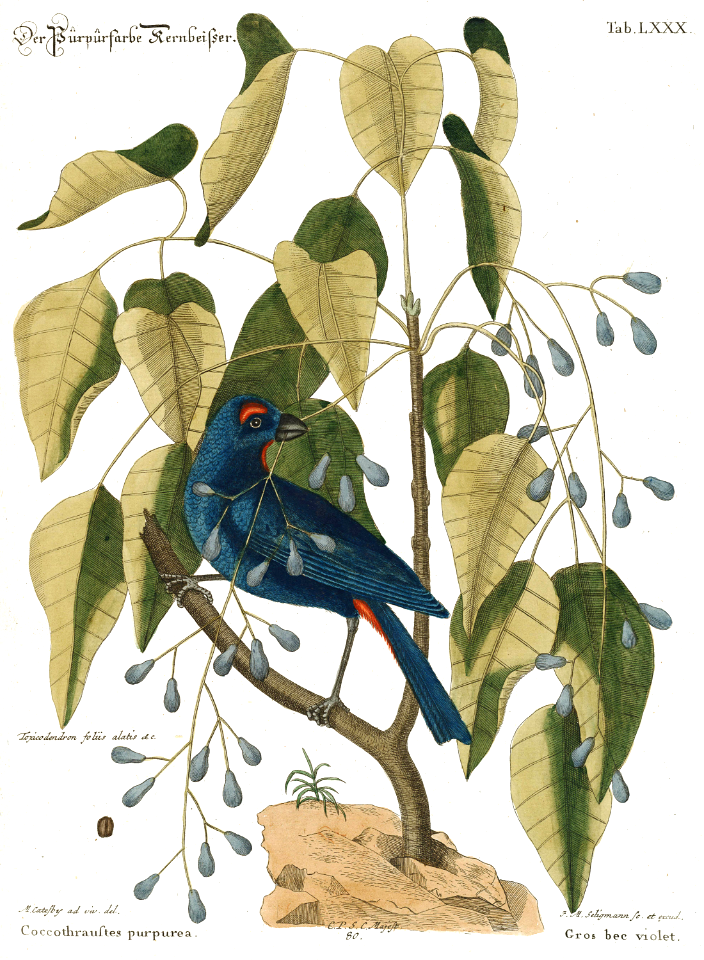 Poisonwood, Florida poisontree, hog gum (Metopium toxiferum) with violet grosbeak (Coccothraustes purpurea). iIlustration by Mark Catesby, (1722).
