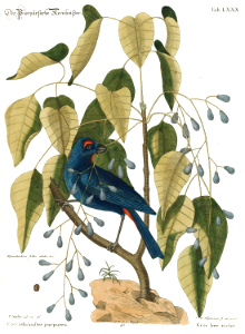 Poisonwood, Florida poisontree, hog gum (Metopium toxiferum) with violet grosbeak (Coccothraustes purpurea). iIlustration by Mark Catesby, (1722).. Free illustration for personal and commercial use.
