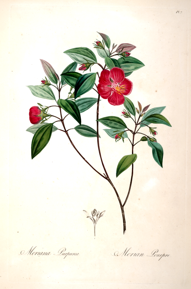 Meriania purpurea. Native to the higher elevations of Caribbean Islands. Tussac, F.R., Flore des Antilles, (1808)