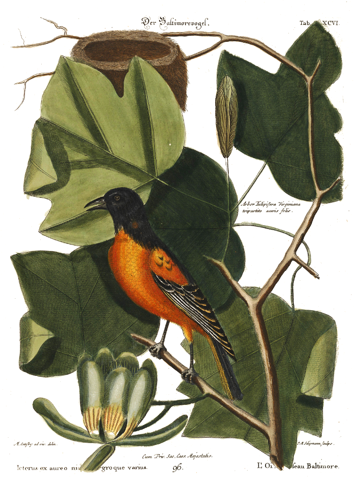 Tulip tree, American tulip tree, fiddle-tree (Liriodendron tuliperfera) with Baltimore-bird, oriole (Icterus Ex Aureo Nigroque varius). One of the largest trees native to the eastern United States. Illustration by Mark Catesby, (1722).