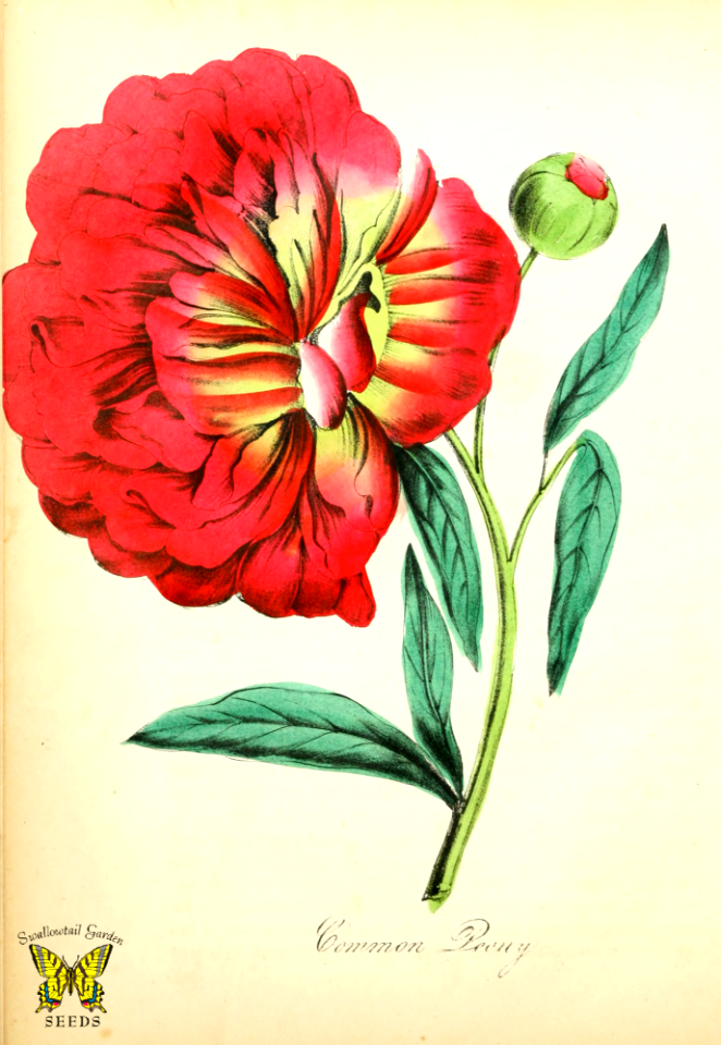 European peony, common peony. Deep red flowers, 4-5 inches across in late spring. First grown as a medicinal plant, in time became popular oranmental. The American flora by Asa B.. Strong, vol. 1 (1855)