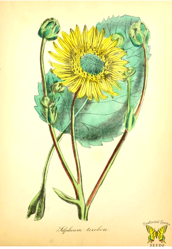 Stately Silphium, prairie dock. Silphium terebinthinaceum. Perennial plants form green buds which unfold into large, yellow, attractive flowers. Grows up to 9 feet tall, with leaves 18 inches long and 1 foot wide. The American flora, volume 4 (1855)