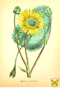 Stately Silphium, prairie dock. Silphium terebinthinaceum. Perennial plants form green buds which unfold into large, yellow, attractive flowers. Grows up to 9 feet tall, with leaves 18 inches long and 1 foot wide. The American flora, volume 4 (1855)
