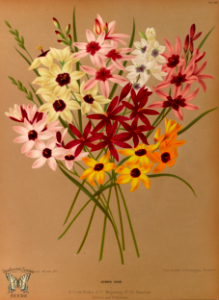 African Corn Lily. Album van Eeden. Harlem's Flora, door A.C. Van Eeden & Co. (1872)