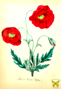 Red corn poppy, Shirley poppy. Papaver rhoeas. Here on the West Coast, Shirley poppies bloom early. For me, their bright, cheerful faces are the harbingers of spring. The American flora by Asa B.. Strong, vol. 1 (1855). Free illustration for personal and commercial use.