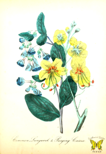 Lungwort, Common lungwort (Pulmonaria officinalis) and Golden shower tree, purging Cassia (Cassia fistula) The American flora by Asa B. Strong, vol. 1 (1855). Free illustration for personal and commercial use.