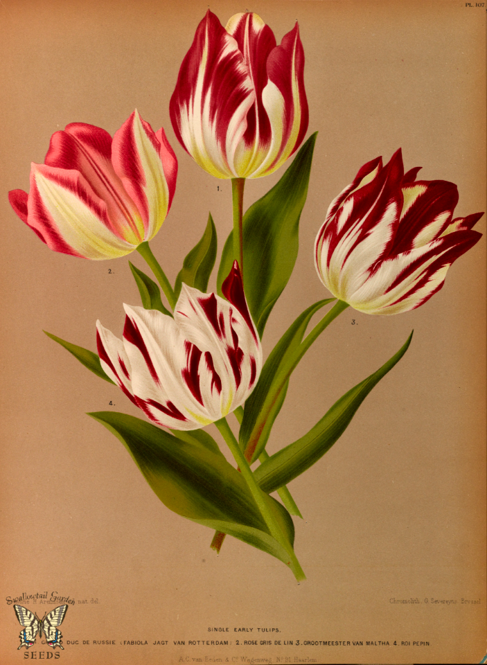 Single Early Tulips. Album van Eeden. Harlem's Flora, door A.C. Van Eeden & Co. (1872)