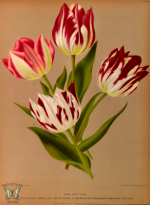 Single Early Tulips. Album van Eeden. Harlem's Flora, door A.C. Van Eeden & Co. (1872)
