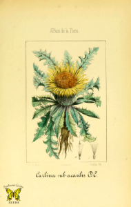 Silver thistle, dwarf carline thistle. Carlina acaulis. Album de la flora medico-farmaceutica e industrial, indígina y exótica, Argenta, C.M. de (1863)