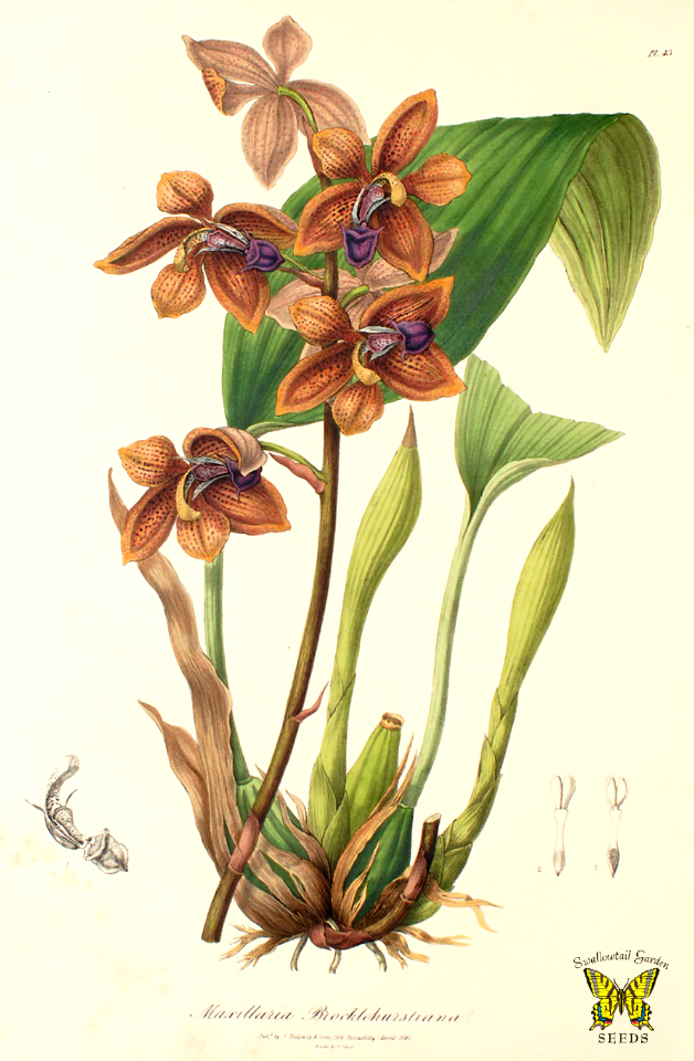 Houlletia brocklehurstiana (as Maxillaria brocklehurstiana) Racemes to 2 feet long hold large, handsome blossoms. Flower lips can be entirely purple, or yellow, spotted deep purple. Native to Brazil.
