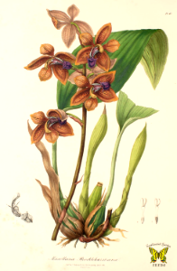 Houlletia brocklehurstiana (as Maxillaria brocklehurstiana) Racemes to 2 feet long hold large, handsome blossoms. Flower lips can be entirely purple, or yellow, spotted deep purple. Native to Brazil.. Free illustration for personal and commercial use.