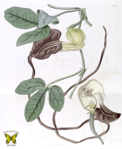 Dutchman's pipe. Aristolochia macroura. Vigorous vines covered in maroon flowers, with tails up to 1 m long. Odor attracts insects, sepals form tube that traps them. When stamens mature, insects released coated in pollen. (1831) [J. Lindley]. Free illustration for personal and commercial use.