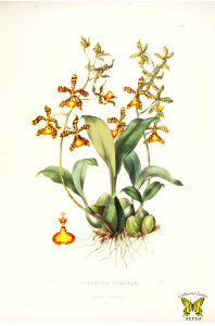 Rossioglossum insleayi [as Oncidium insleayi] Fragrant, bright, bicolor, 3-4 inch flowers, in fall and winter. Epiphytic orchid native to Mexico's oak and pine forests. Illustration by Sarah Ann Drake