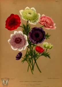Windflowers. Album van Eeden. Harlem's Flora, door A.C. Van Eeden & Co. (1872)