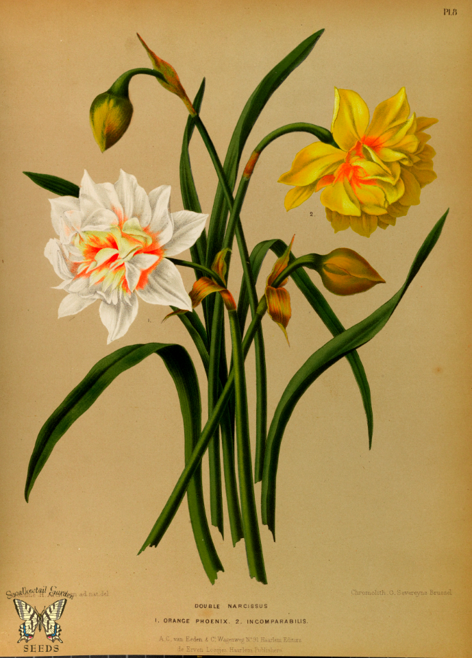 Double Daffodils. Album van Eeden. Harlem's Flora, door A.C. Van Eeden & Co. (1872)