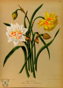 Double Daffodils. Album van Eeden. Harlem's Flora, door A.C. Van Eeden & Co. (1872). Free illustration for personal and commercial use.
