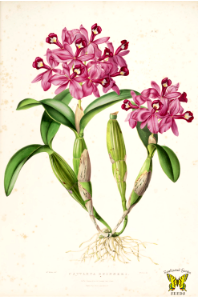 Guarianthe skinneri [as Cattleya skinneri] The national flower of Costa Rica, it is called &quot;Guaria Morada.&quot; Grows on trees and rocks at moderate elvetations, in humid forests. Illustration by Agusta Innes Withers.
