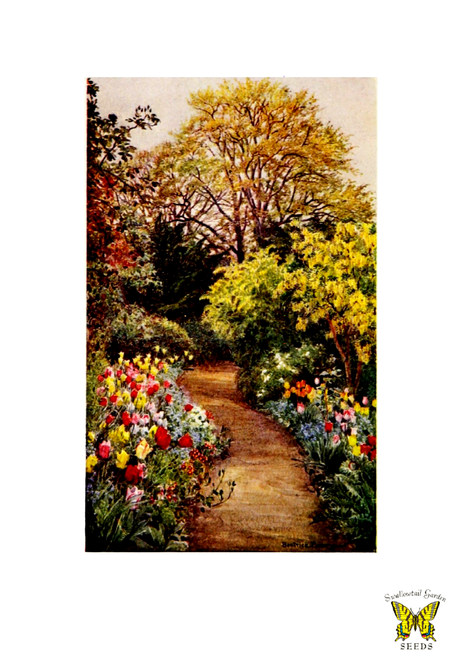 Tulips line garden path. Gardens of England A. & C. Black (1911)