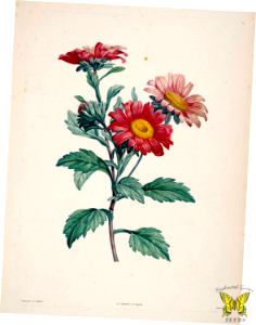 Single Chrysanthemums. La botanique de J.J. Rousseau tures de P.J. Redouté. (1805). Free illustration for personal and commercial use.