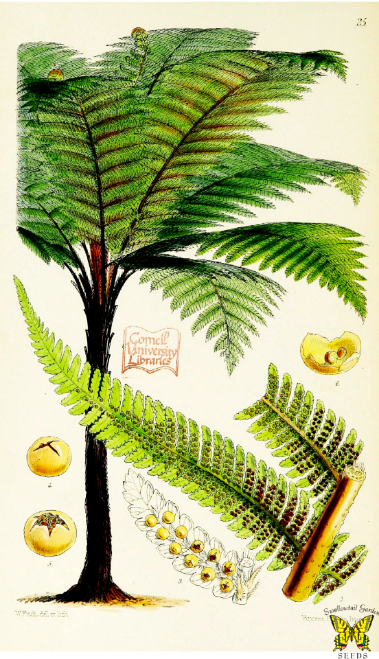 Black tree fern, or mamaku in the Maori language. Cyathea medullaris. Black trunks topped with giant fronds to 5 meters long. Grows to 20 m high. Native to the south-west Pacific from Fiji to New Zealand.  Garden ferns (1862)
