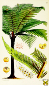 Black tree fern, or mamaku in the Maori language. Cyathea medullaris. Black trunks topped with giant fronds to 5 meters long. Grows to 20 m high. Native to the south-west Pacific from Fiji to New Zealand. Garden ferns (1862). Free illustration for personal and commercial use.
