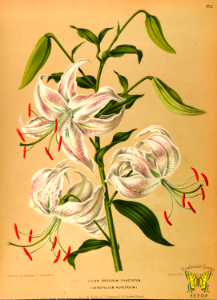 Japan lily. Lilium speciosum [as L. speciosum punctatum] Flowers extremely fragrant. Plants native to Japan at elevations from 2,000-3,000 feet. Album van Eeden. Harlem's Flora, door A.C. Van Eeden & Co. (1872). Free illustration for personal and commercial use.