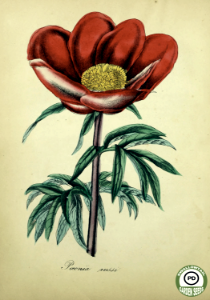 Crimson peony, wild peony. Paeonia mascula Mill. subsp. mascula var. russoi (Biv.) [as P. russi] The American flora, volume 4, by Strong, Asa B. (1855)
