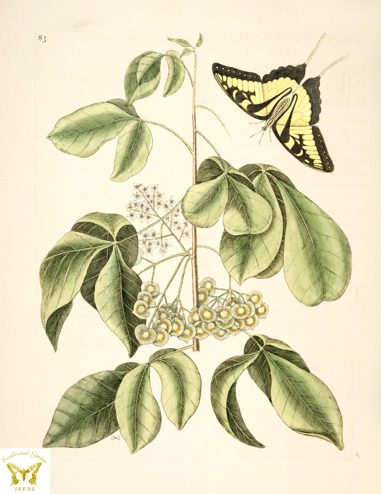 Hoptree. Ptelea trifoliata. Thrives in the moist soil of the Mississippi River Valley. Illustration by Mark Catesby (1722)
