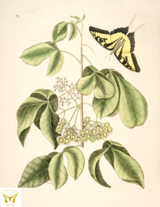 Hoptree. Ptelea trifoliata. Thrives in the moist soil of the Mississippi River Valley. Illustration by Mark Catesby (1722). Free illustration for personal and commercial use.