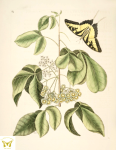 Hoptree. Ptelea trifoliata. Thrives in the moist soil of the Mississippi River Valley. Illustration by Mark Catesby (1722)