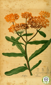 Butterfly Weed. Asclepias tuberosa. American medical botany: being a collection of the native medicinal plants of the United States; by Jacob Bigelow, vol. 1 (1817-1820)