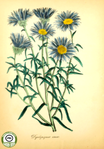 Dieteria canescens var. incana [as Diplopappus incanus] The American flora, volume 4 (1855)