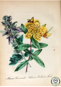 Marum Germander (Teucrium maurum) and Chinese St. John's-Wort (Hypericum monogynum). The American flora: volume 3, by Strong, Asa B. (1855). Free illustration for personal and commercial use.