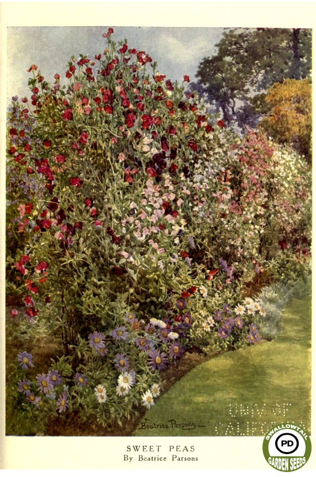 Sweet peas by Beatrice Parsons. Beautiful flowers and how to grow them (1910)