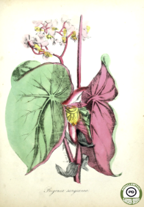 Begonia sanguinea. The American flora: volume 4, by Strong, Asa B. (1855) [D.W. Moody]