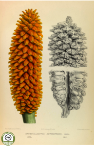 Encephalartos altensteinii Lehm. - Descriptions et figures des plantes nouvelles et rares (1847). Free illustration for personal and commercial use.