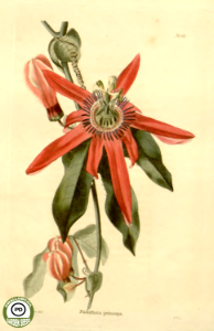 Passiflora racemosa Brot.  - The Botanical Cabinet - Volume 1 - 1817