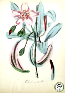 Cistanthe grandiflora [as Calandrinia discolor] The American flora, volume 4 (1855) [D.W. Moody]. Free illustration for personal and commercial use.
