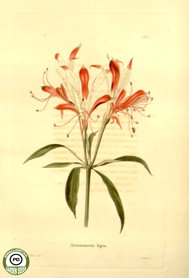 Alstroemeria ligtu  - The Botanical Cabinet - Volume 1 - 1817