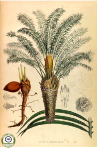 Cycas rumphii Miq. Vriese, W.H. de, Descriptions et figures des plantes nouvelles et rares du jardin botanique de l’université de Leide et des principaux jardins du royaume des Pays-Bas, (1847). Free illustration for personal and commercial use.