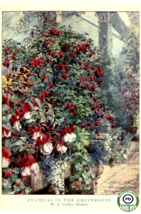 Fuchsias in the greenhouse by A. Fairfax Muckley. Beautiful flowers and how to grow them, (1910).