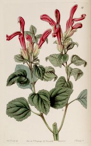 Mountain sage (Salvia regla)