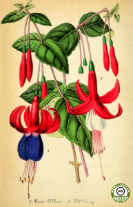Fuchsia hort. var. Prince Albert and var. Mrs. Story. Journal d'horticulture pratique de la Belgique, ou Guide des amateurs et jardiniers vol.13 (1855-56)