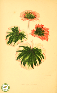Saxifraga stolonifera syn. Saxifraga fortunei var. tricolor. (1870)