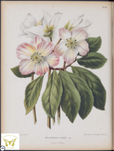 Helleborus niger. Christmas Rose. (1868). Free illustration for personal and commercial use.